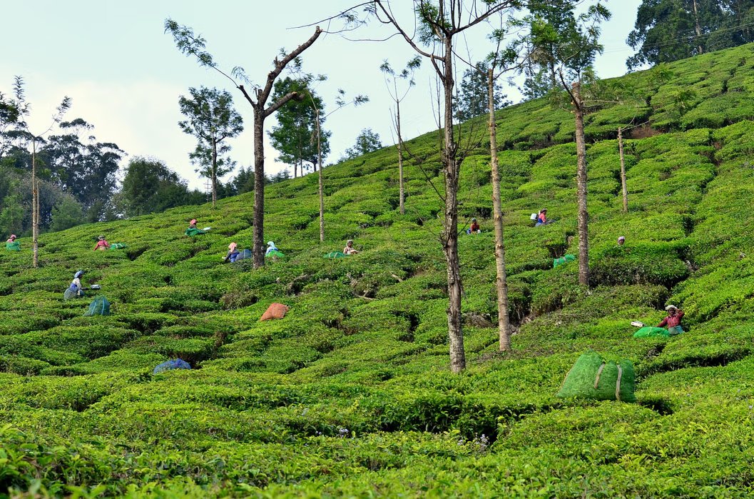 Kerala Group Tour Package | Free Visit to Periyar National Park