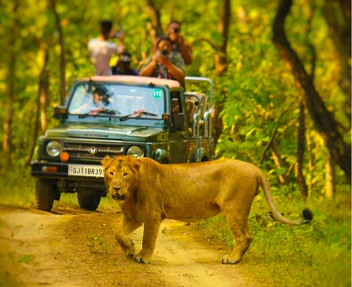 Gujarat Wildlife and Culture Tour